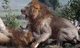 Trong cuộc chiến giành bạn tình của hai con sư tử đực tại vườn quốc gia Masai Mara ở Kenya, một con sư tử chiếm thế thượng phong vật đối thủ xuống đất, giành chiến thắng bằng cách ra đòn sinh tử hạ gục đối thủ.