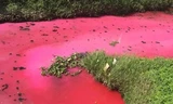 "Dòng sông máu" bất ngờ xuất hiện ở Huệ Châu, Trung Quốc khiến dân tình hốt hoảng. 