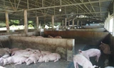 Trang trại lợn xả thải, gây bốc mùi nồng nặc