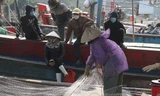 Tàu thuyền dè dặt ra khơi, thủy hải sản khan hiếm, tăng giá