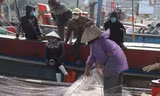 Tàu thuyền dè dặt ra khơi, thủy hải sản khan hiếm, tăng giá