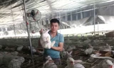 Chàng trai xứ Thanh khởi nghiệp thành công nhờ nuôi thỏ kết hợp dúi 