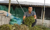 Chàng trai từ bỏ lương kỹ sư điện ở thành phố, về quê nuôi gà thảo dược