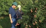 Thanh Hóa xuất 1 tấn vải thiều không hạt đầu tiên đi Anh, Nhật