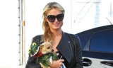 Paris Hilton bế cún cưng 13.000 USD đi sắm đồ Halloween