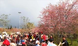 Hàng nghìn người đổ về Măng Đen ngắm mai anh đào