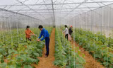Phó Bí thư Đoàn xã Luận Thành Lương Ngọc Lai tại trang trại của mình ảnh: PV