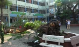 Cây phượng vỹ trong sân Trường THCS Bạch Đằng ( TPHCM) bật gốc làm 18 học sinh thương vong sáng 28/5 