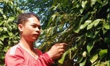 Anh Nguyễn Vũ Phong thu hoạch tiêu ẢNH: HÒA HỘI 