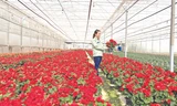 Trang trại hoa của Dalat Hasfarm 