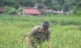Nông dân Lạng Sơn nhọc nhằn trồng ớt mà sản phẩm đang bí “đầu ra” Ảnh: Duy Chiến 