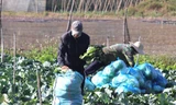 Người dân trồng rau ở xã Trà Đa, thành phố Pleiku lo lắng vì đầu ra đang bị ảnh hưởng bởi dịch COVID-19 