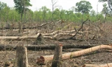 Rừng Tây Nguyên bị tàn phá Ảnh: hồng v ĩnh