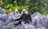 Thăm đàn Voọc nằm trong sách đỏ thế giới cực hiếm gặp trên đảo Cát Bà