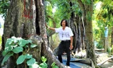 Mãn nhãn vườn cổ thụ hàng trăm năm tuổi ở An Giang