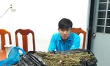 Bắt giữ hàng chục kg thảo mộc nghi là cần sa