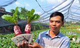 Củ cải 'hồng phát' độc đáo chưng Tết ở Bến Tre
