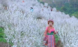 Vườn cây nhất chi mai nở trắng như tuyết tại Lai Châu