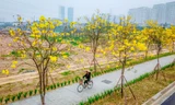 Hàng cây phong linh nở hoa vàng rực rỡ giữa lòng Thủ đô