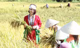 9X xứ Thanh khởi nghiệp thành công với mô hình vườn rừng bản Thổ