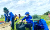 Thanh niên tình nguyện Huyện đoàn Phước Long (Bạc Liêu) với mô hình "Áo xanh ra đồng" hỗ trợ người dân thu hoạch rau màu trong thời gian giãn cách xã hội.