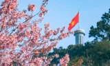 Mùa hoa anh đào nở rực rỡ tại Hà Giang