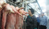Bà Phong Lan kiểm tra heo đưa vê chợ đầu mối