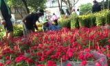 100.000 đồng/4 chậu hồng ngày 30 Tết ở Sài Gòn
