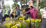 Hoa tết hạ giá sớm hút người mua