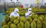 Sầu riêng Việt có thể mang về 1 tỷ USD trong năm nay 