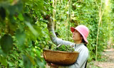 Xuất khẩu hồ tiêu sang UAE, doanh nghiệp Việt nguy cơ mất hơn nửa triệu USD