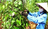 Giá hồ tiêu đã tăng mạnh từ sau Tết nguyên đán đến nay