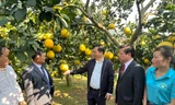 Bí quyết thoát nghèo, đưa bưởi Diễn ở miền núi Hòa Bình vươn ra biển lớn