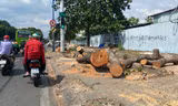 Đốn hàng loạt cổ thụ làm đường kết nối sân bay Tân Sơn Nhất