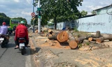 Đốn hàng loạt cổ thụ làm đường kết nối sân bay Tân Sơn Nhất
