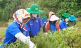 Thu hoạch nông sản cho người dân xứ Lạng. 