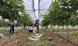 Nhiều mô hình phát triển kinh tế ở Lạng Sơn đem lại hiệu quả. 