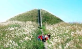 "Thiên đường" bông lau Bắc Xa hút khách trong dịp cuối năm. Ảnh: T. Thuận 