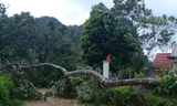 Cây gãy đổ ở Lạng Sơn 