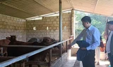 Học hỏi mô hình phát triển đàn bò. Ảnh: Duy Chiến 