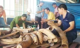 Liên tiếp thời gian quan, lực lượng hải quan Việt Nam bắt giữ nhiều vụ buôn lậu ngà voi khủng tại Nội Bài và TP.HCM