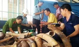 Ảnh minh họa một vụ bắt ngà voi của lực lượng Hải quan Việt Nam. Nguồn: Internet
