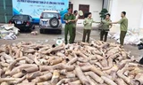 Ảnh minh họa: Một vụ bắt ngà voi nhập lậu tại Thanh Hóa