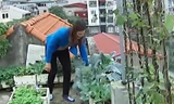 Cận cảnh “nông dân” thủ đô trồng rau sạch từ rác