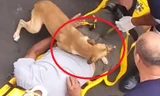 Clip: Chó cưng che chắn bảo vệ chủ khỏi nhân viên cứu thương