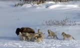 Cuộc đấu trí giữa bò rừng bison và bầy sói đói