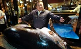 Đại gia chi 72 tỷ đồng mua cá ngừ khổng lồ nặng 278 kg