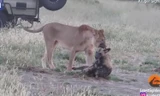 Bị sư tử ngoạm chặt, chó hoang dùng chiêu qua mặt, chạy thoát trong gang tấc