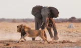 Voi châu Phi một mình đấu bầy sư tử để bảo vệ đồng loại
