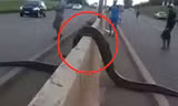 Clip: Trăn khổng lồ Nam Mỹ leo dải phân cách, trườn qua đường